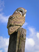 Barn Owl Roosting