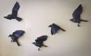  Five Flying Crows