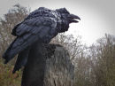 Raven