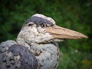 Heron 