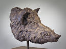 Boar Head