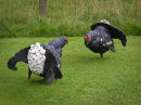 Black Grouse Pair