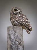 Little Owl