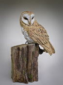 Barn Owl Perched