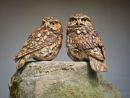 Little Owl Pair