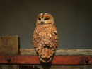 Tawny Owl Roosting