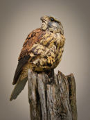 Kestrel Roosting