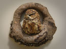 Little Owl Round