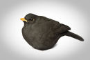 Blackbird