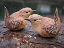 Wren Pair