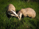 Badger Pair