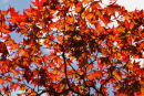 Autumn Colours.Jpg