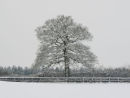 Cold And Alone.A snowy winter landscape scene photographed in monochrome.Jpg