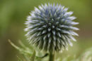 Echinops Jpg