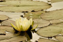 Lilly floating on water Jpg