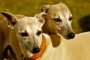Whippets