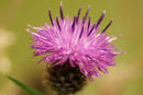 Purple Thistle Jpg