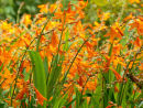 Crocosmia Jpg