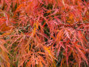 Japanese Maple Jpg