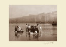 'Water Rats'