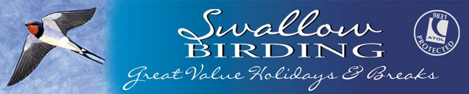 SWALLOW BIRDING