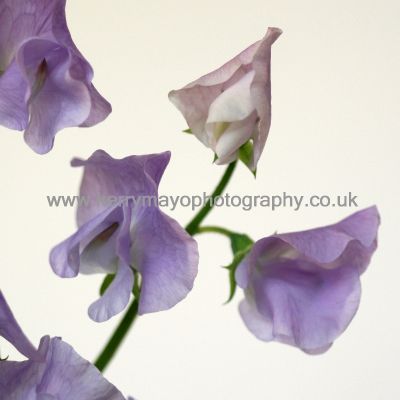 April - Sweetpea