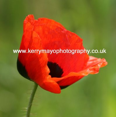 August - Poppy