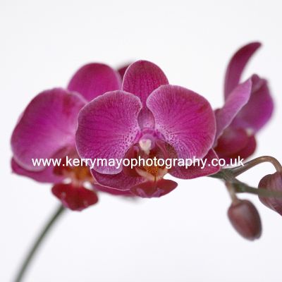 December - Orchid