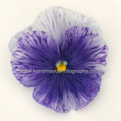 February - Violet