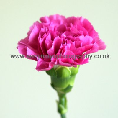 January - Carnation