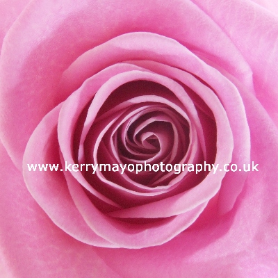 June - Rose