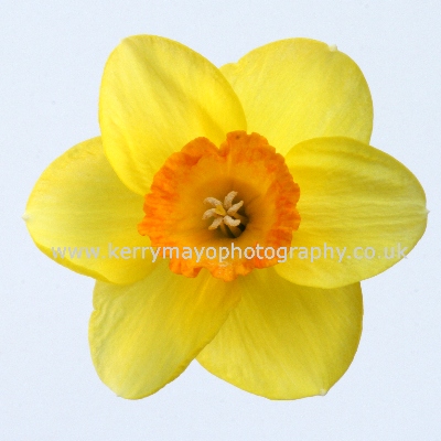March - Jonquil