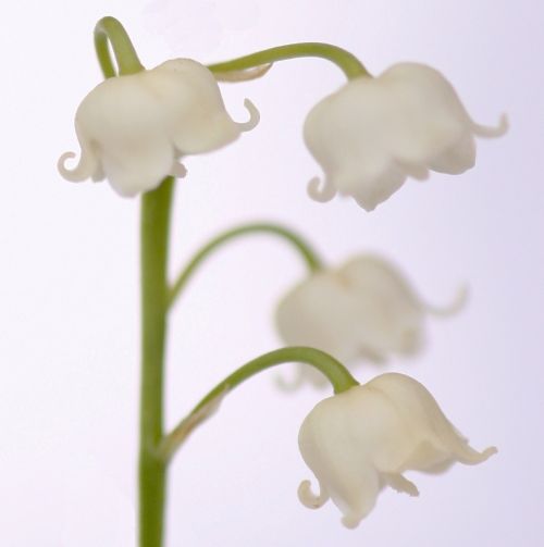 May - Lily of the Valley