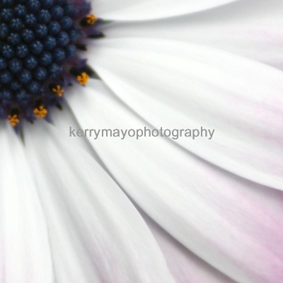 September - Aster