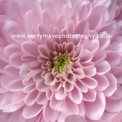 November - Chrysanthemum