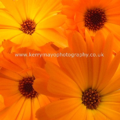 October - Calendula