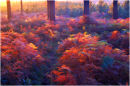 Backlit Forest