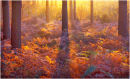 Backlit Pines