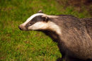 Badger