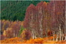 Birch Trees