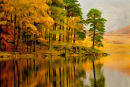 Bleau Tarn Shoreline