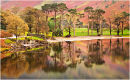 Buttermere Pine Reflections