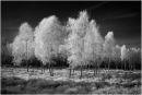 Birch Trees on Cannock Chase 2