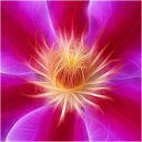 Clematis Fractilious