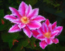 Clematis Softly Softly