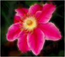 Clematis 3