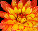 Dahlia