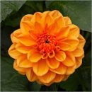 Dahlia