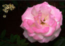 Delicate in Pink