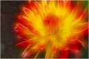 Electric Dahlia